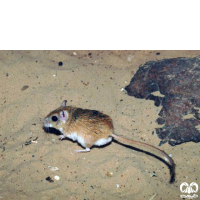 گونه جربیل بلوچی  Baluchistan Gerbil